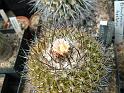 Echinofossulocactus lamellosus